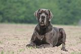 DOGUE ALLEMAND 448